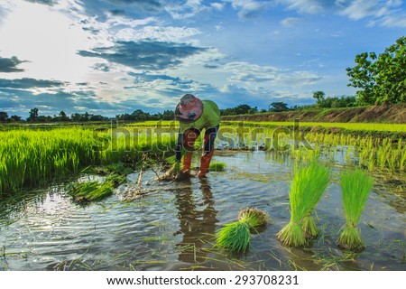 Farmers - Thai Farmers - the farmer is withdrawn and the soil rice seedlings flick off. Before the grown in paddy field.