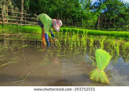 Farmers - Thai Farmers Start the planting of rice in the field of them. Until the field becomes lush green with rice.
