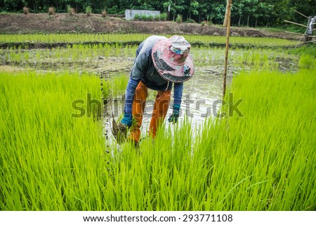 Farmers - farmer is withdrawn and the soil rice seedlings flick off. Before the grown in paddy field.
