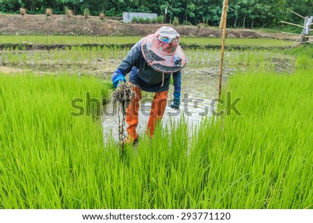 Farmers - farmer is withdrawn and the soil rice seedlings flick off. Before the grown in paddy field.