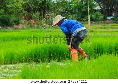 The farmer - Season Cultivation started. Thailand is everywhere.-Focus people - root crops blur