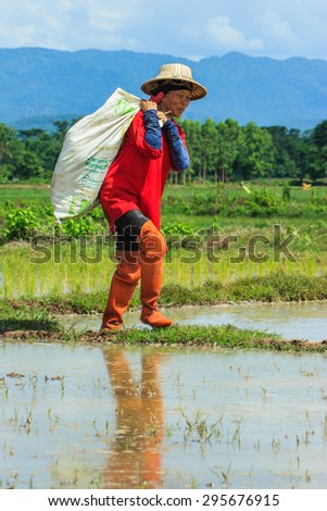 Farmer - Thailand women workers in the rice paddy. Her hard work and patience to get the grain in the future - Mae Tha Lampang, Thailand -12 July 2015.