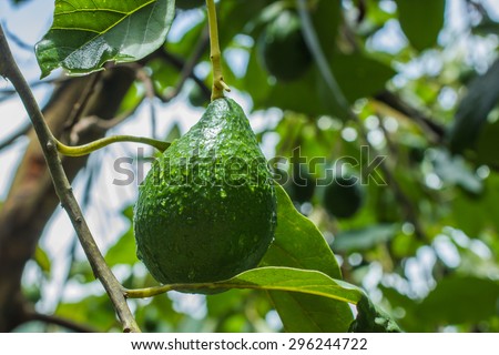 Avocado or nut butter fruit with meat it is butter. Is a native tree of Puebla in Mexico.