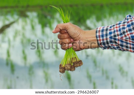 Seedlings  Rice - In the hands of farmers.