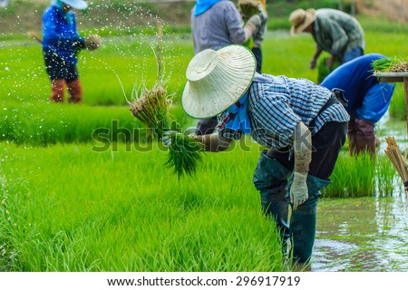 Farmer - Farmer early July of each year, Thailand will seedlings to be planted in their-12 July 2015.