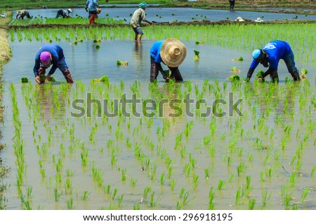 Farmer - Farmer early July of each year, Thailand will seedlings to be planted in their-12 July 2015.