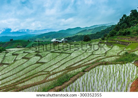 The rice terraces on the mountain of Thailand. Karen is the habitat of the plains is still alive.