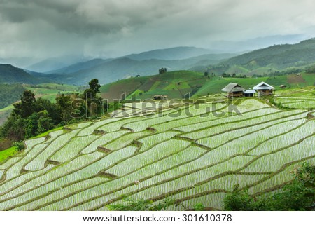 The  Rice terraces - The rice terraces on a high mountain is home to the original of the tribe \