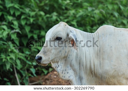Cow - Cow Thailand