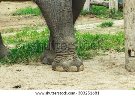 Elephant-elephant legs.