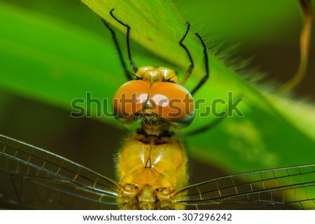 Dragonfly eye-the eye shaped like small honeycomb to make 30000 Moon Dragonfly can see the image width to 360Â° is considered a bug with an acute sense of the best visible