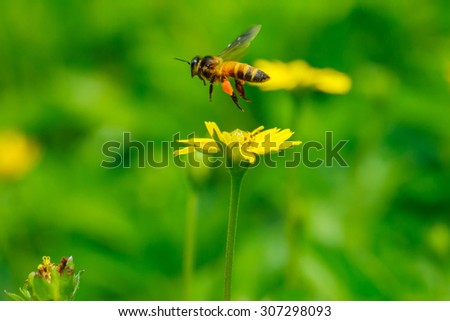 Bees - bees are flying above the flowers.