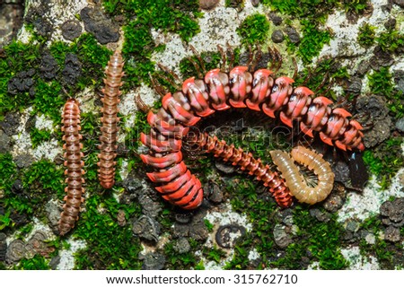 Millipede,Millipede pink.-Pink dragon millipede A dragon millipede found in only one in the world.