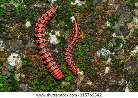 Millipede,Millipede pink.-Pink dragon millipede A dragon millipede found in only one in the world.