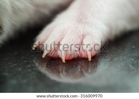 Dog,Foot dog, Foot of a Chihuahua