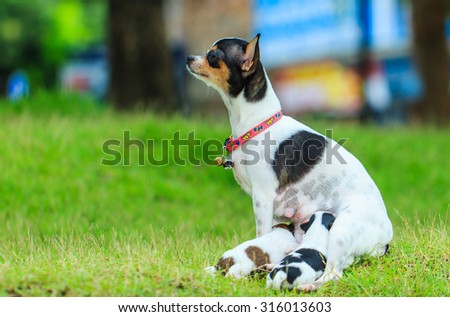 Puppies eat milk-A cute puppy, a dog, a Chihuahua, dog - focus on front - blurred background.