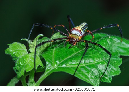 Insects, spiders(Nephila antipodiana) or English name that Batik Golden Web Spider the orb web (Orbweb spider).