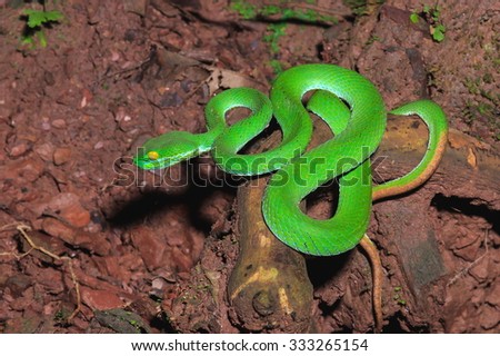 Green Snake,Green Snake