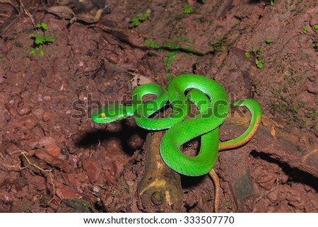 Green Snake, Snake