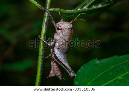 Grasshopper,insect, animal