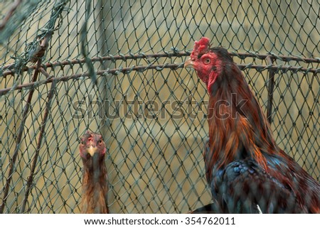 fighting cock,chicken,bantam