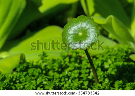 Water Pennywort,aquatic plant, aquatic weed, water plant