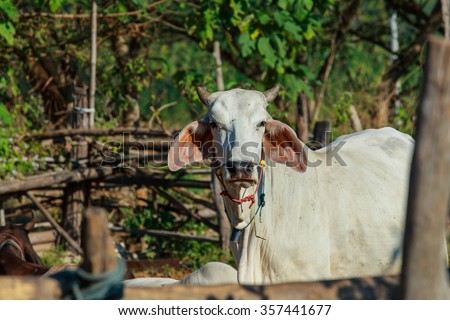 Cow Thailand,Cow ,animal