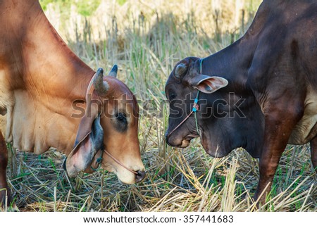 Cow Thailand,Cow ,animal
