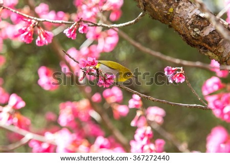 Bird,Oriental White-eye,Birds on a cherry tree,cherry tree