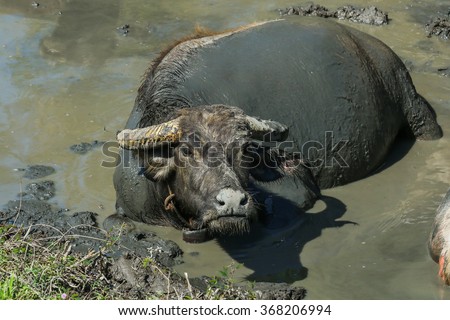 Buffalo, Buffalo Thailand, the water buffalo.