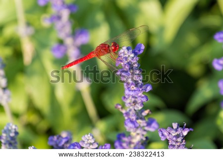 Dragonfly,flower