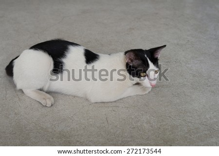 a thai cat back white color
