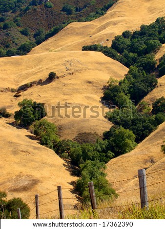 golden hills and trees