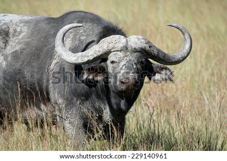 Cape Buffalo (Syncerus caffer) big bull, Eastern Cape, South Africa