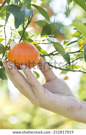 Cropped image of a human hand holding a ripe fresh tangerine on the foreground