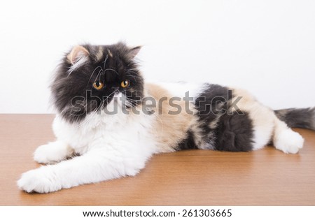 cute fluffy kitten, striped, thick, beautiful Persian cat, exotic cat On a wooden table