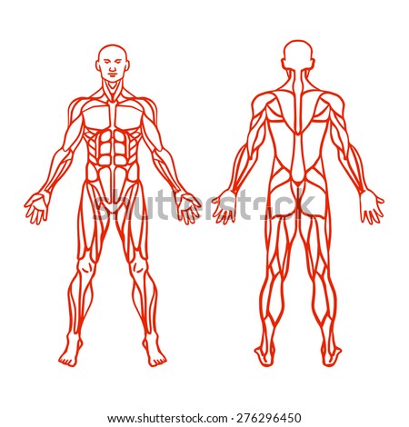 shutterstock mobile: royalty-free subscription stock photography shutterstock mobile: royalty-free subscription stock photography, Muscles
