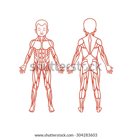 The Muscular System Powerpoint muscular system outline