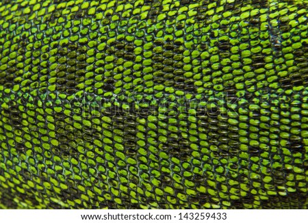 Leather green lizards closeup