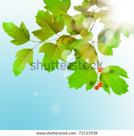branch green on blue background with sun ray