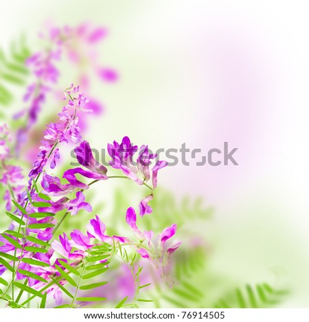 wild flowers pink blooming on white background