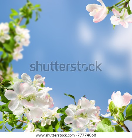 white flowers apple blossom on background blue  sky