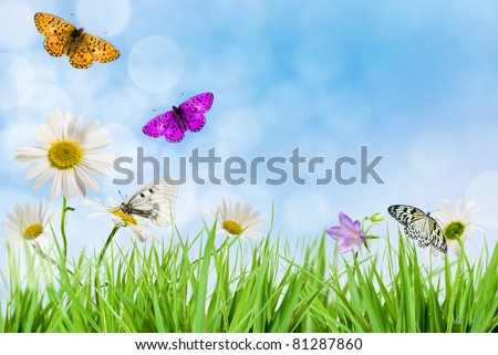 White daisywheel with butterfly on background blue sky