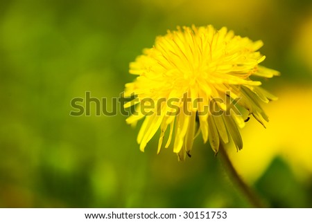 Dandelion weed closeup on green lawn