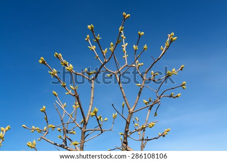 Buds on tree branches in sunny bright blue sky, first young spring foliage