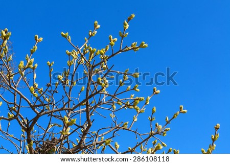 Buds on tree branches in sunny bright blue sky, first young spring foliage