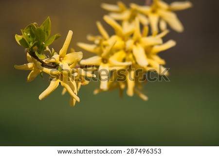 Bright blossom forsythia branch tip, yellow flowers with young leaves close-up