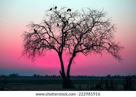 African tree during sunset