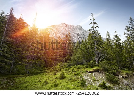 Forest with a Mountain in the background. Swiss alps. Sun rays shine through the forest. Spot with green grass in the Forest. Blue sky with some light clouds in the background.