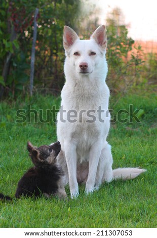 Big white dog and a little black puppy